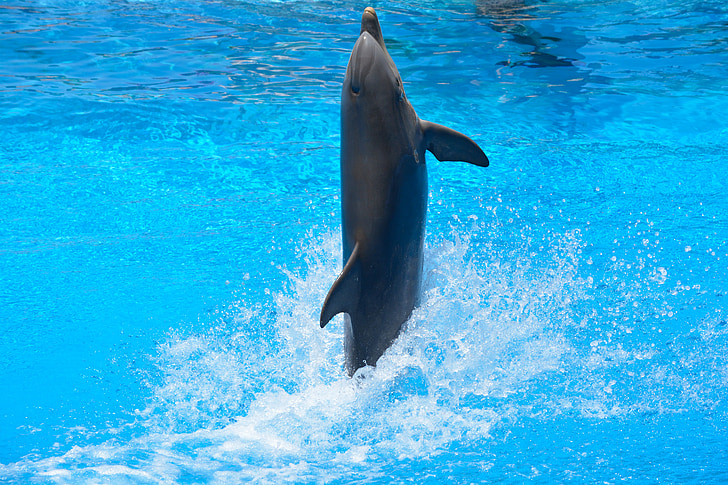 Dofí, nedar, l'aigua, blau, salt, com, delfinari