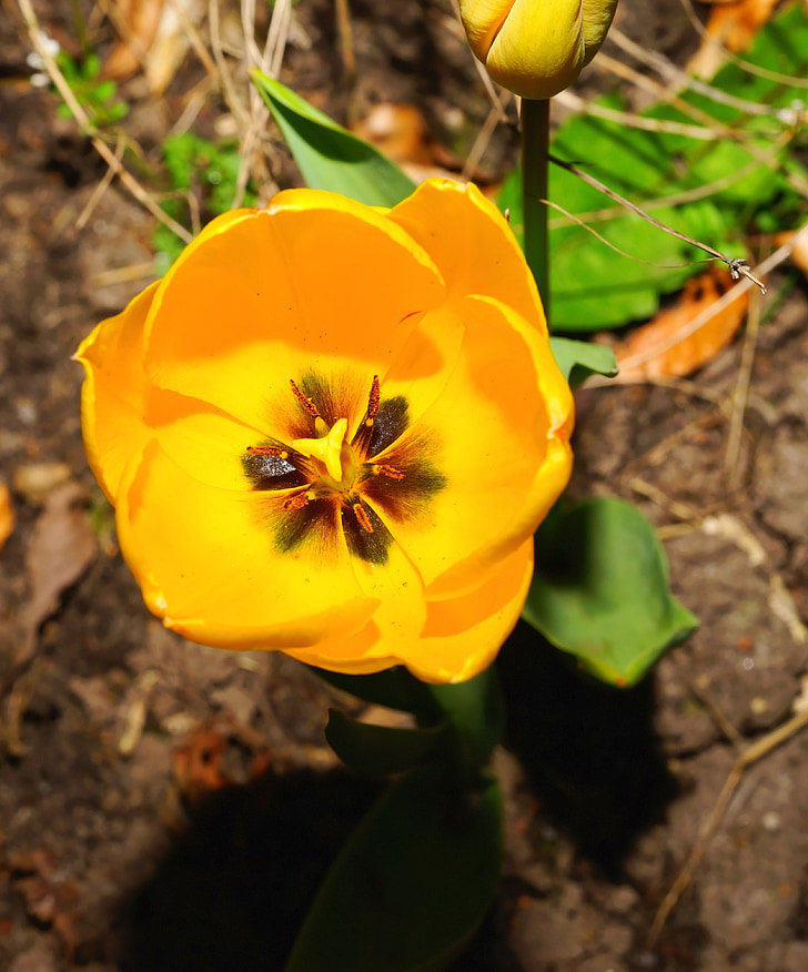 Tulip, flor, floración, primavera, amarillo, cerrar, bloomer de principios
