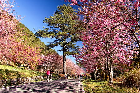 flower, cherry blossoms, pink, landscape, plant, road