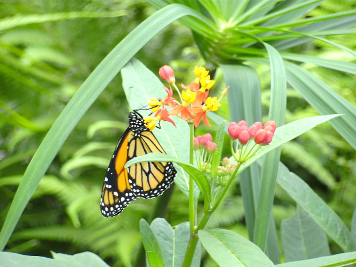 fluture, Butterfly garden, BL, aripi