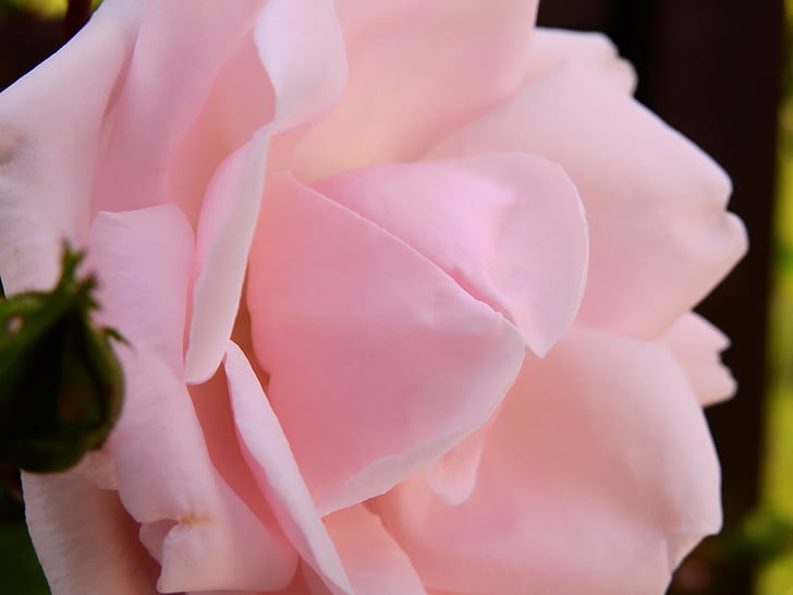 Rózsa, virág, rózsa virágzik, Blossom, Bloom, Pink rose, rózsaszín
