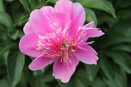 kinesiske urteagtige peony, blomst, Pink, lyserød farve, plante, Peony, natur