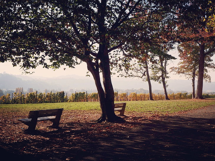 pauza, jeseň, lavica, pokojný, Park, Príroda, stromy
