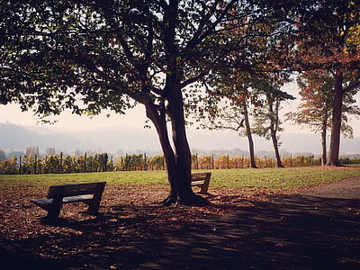 пауза, Есен, пейка, спокойствие, парк, природата, дървета