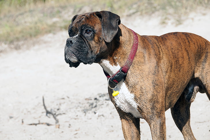 animals, dog, a friend of man, pet, animal, breed, boxer