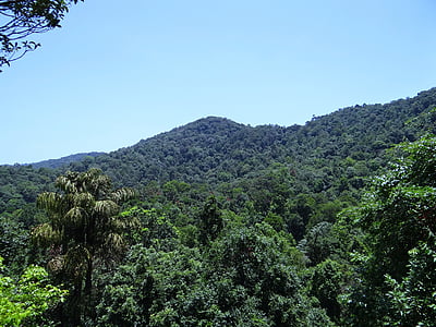 ghats occidentales, montañas, bosque denso, árbol de hoja perenne, bosque, Karnataka, India