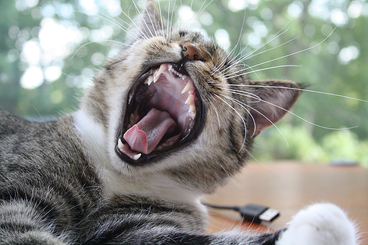 gat, badall, diversió