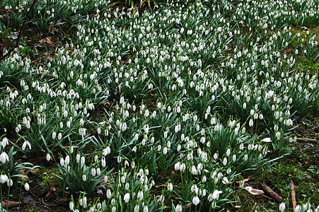 sea of snowdrops, garden, spring, signs of spring, nature, plant, park