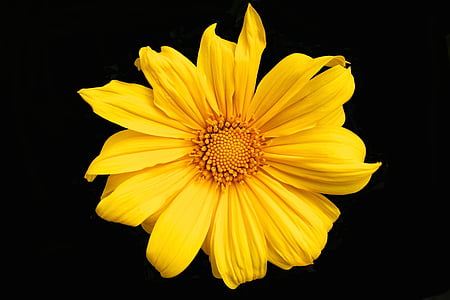 dzeltena, puķe, Pavasaris, dārza, augu, krāsa, zieds