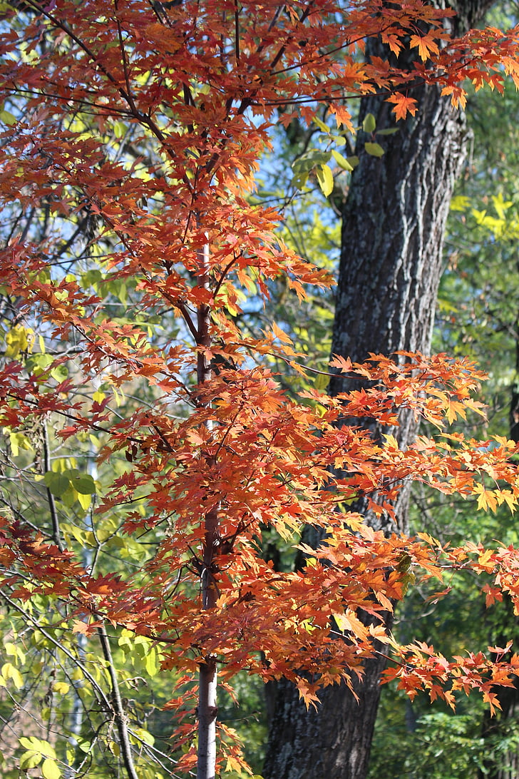 ahorn, træ, blade, natur, gyldne efterår, efterår, maple leaf