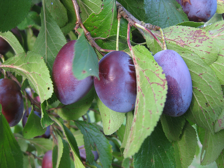plums, cultural plum, fruit, sweet, plum