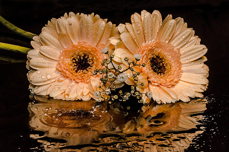 gerbera, gypsophila, flowers, petals, orange, drop of water, mirroring