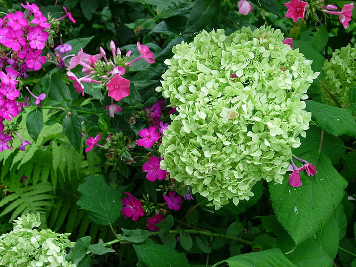 hydrangea, blossom, bloom, white, inflorescence, flower, flowers