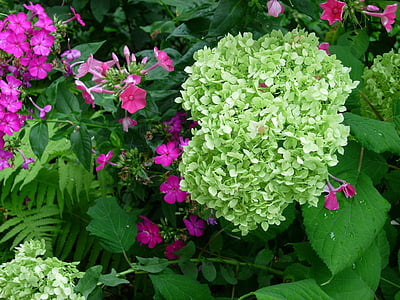 hortensia, Blossom, Bloom, blanc, Inflorescence :, fleur, fleurs