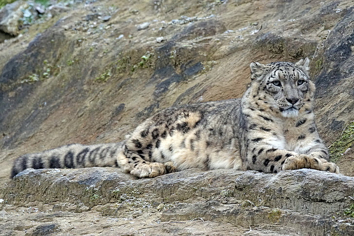 Snow leopard, Irbis, männllch, Predator, köttätare, naturfotografering, katt