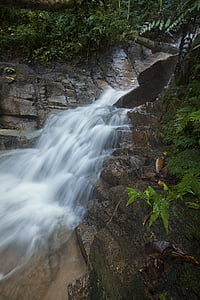 flusso, foresta, paesaggio, natura, rocce, diretta streaming, cascata