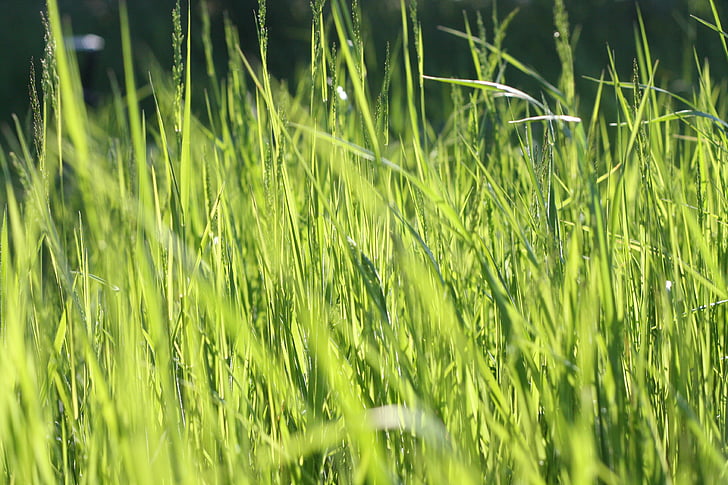 Close-up, campo, erba, verde, prato, natura, crescita