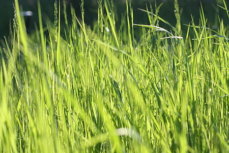 close-up, campo, grama, verde, Prado, natureza, crescimento