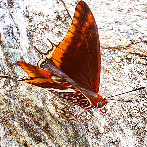 mariposa, alas, cantos rodados, naturaleza