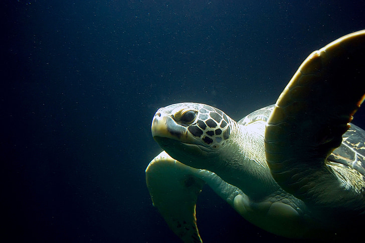 skildpadde, meeresbewohner, Marine liv, akvarium, undervands, havet, dyr