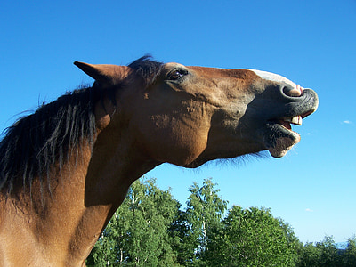 hest, smil, Le, dyr, morsom