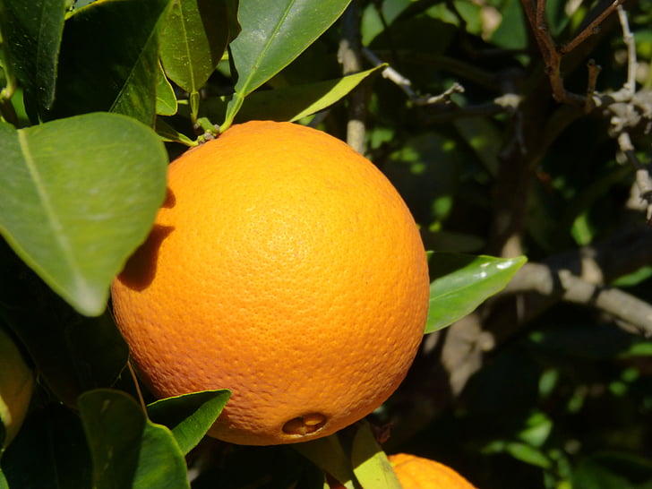 orange, tree, naranjo
