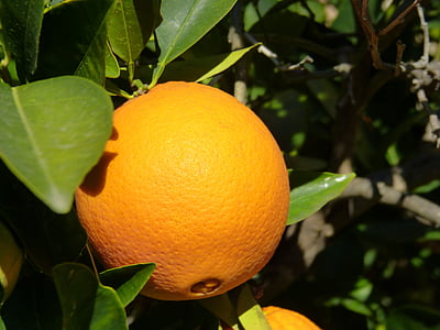 Orange, pohon, Naranjo