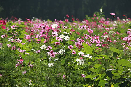 Taman bunga, bunga, alam, Taman, bunga-bunga merah muda, Cosmos