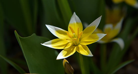 pequeñas estrella tulip, Star tulip, flor, flor, floración, amarillo-blanco, jardín