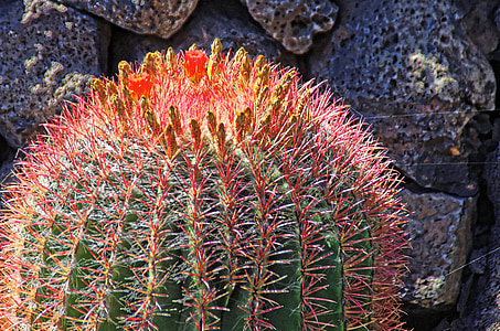 Lanzarote, cactus, flor, taronja, vermell, espines, eriçons