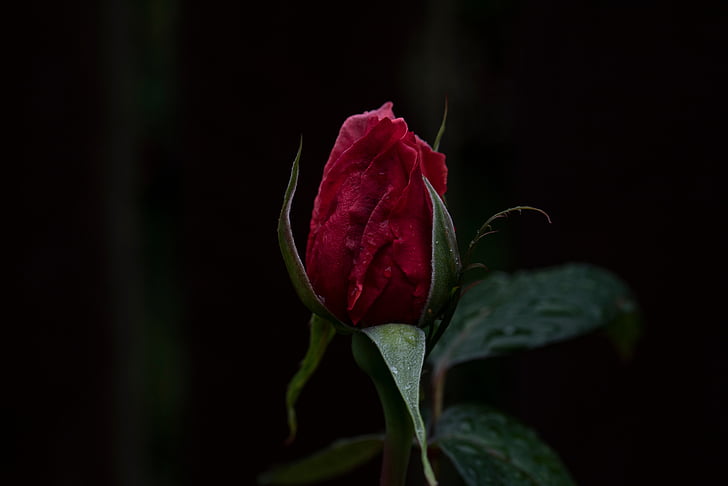 vermell, Rosa, flor, tancar, fotografia, fosc, verd