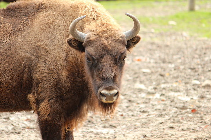 buffalo, skull, horn, animal, brown