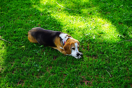 Beagle, gos, cara de gos, gos de caça, gos domèstic, gos purebred, raça de gos