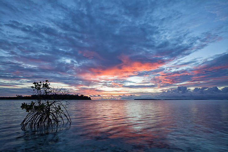 a sekély tenger, napkelte előtt, mangrove, Kojima, trópusi, WiDi szigetek, Halmahera sziget