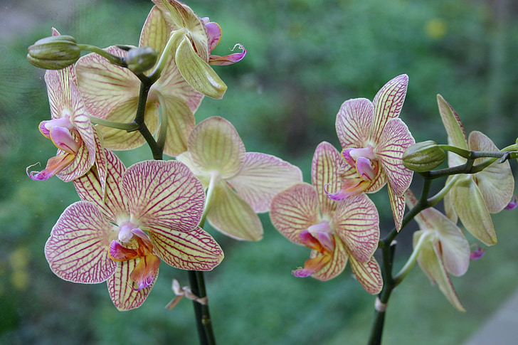 Orchid, blomst, Pink, blomster, orkideer, Bloom, farvede