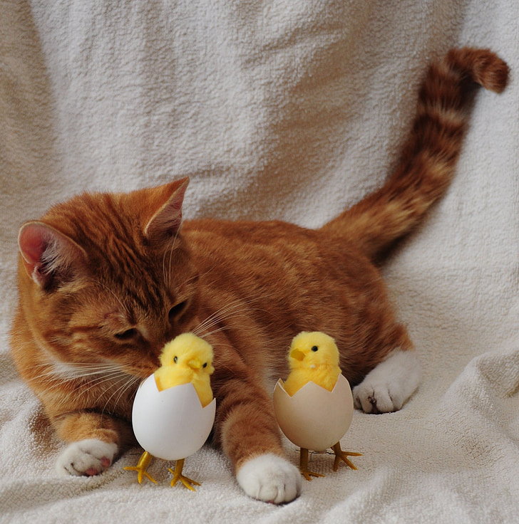 kat, æg, kylling, chick