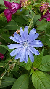 trūkažolės (cikorijos), piktžolių, lauke žydi, gėlė, šviesiai mėlyna, mėlyna, Gamta