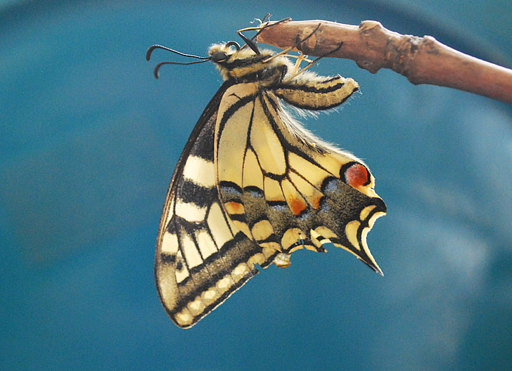 Swallowtail butterfly, store, farverige, træ, stick, blå, gul