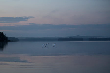 swan, night, peace, silence, finnish, nature, autumn