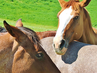 horses, animal, head, equine, friendship, cute, rural
