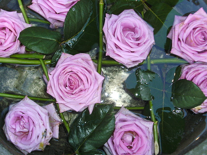 ljubičasta, ruža, cvijeće, lijepa, Danska