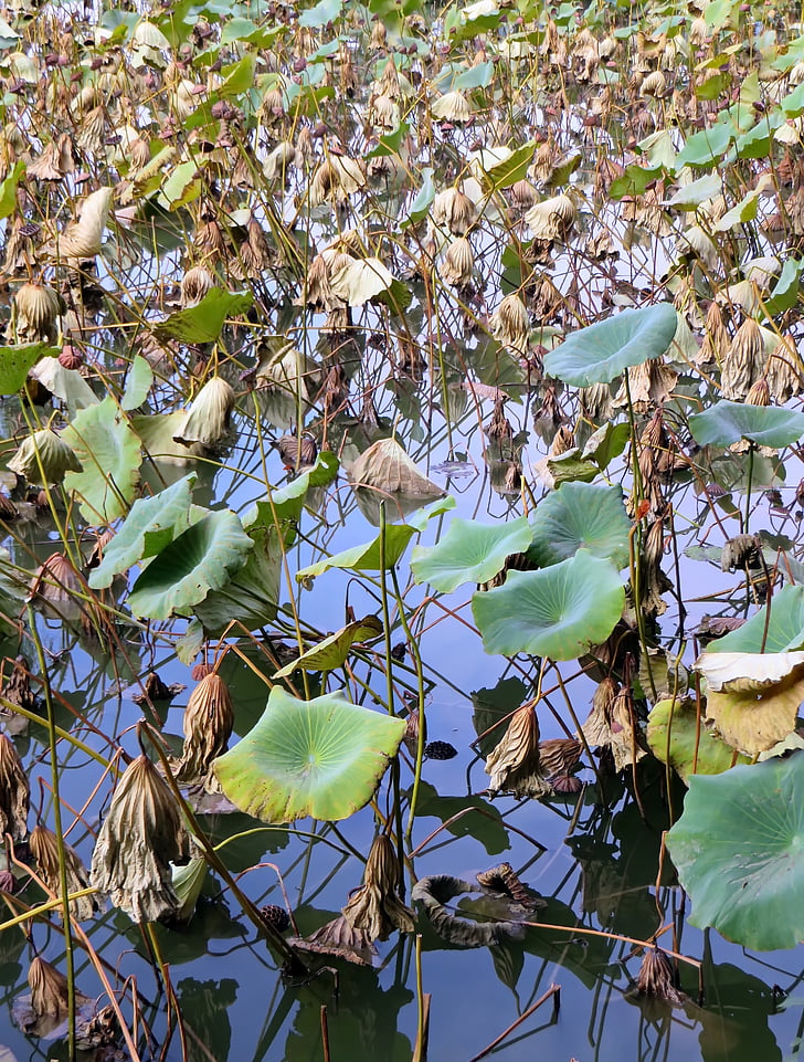 Lotus, растения, водни, водна лилия, Nymphaea caerulea, водни растения, растителна