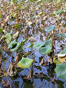 lotos, biljke, vodeni, vodeni ljiljan, Nymphaea caerulea, vodene biljke, biljka
