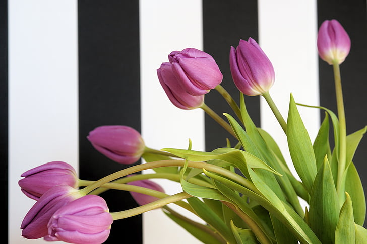 tulipaner, blomster, natur, våren, tulpenbluete, bukett, blomst