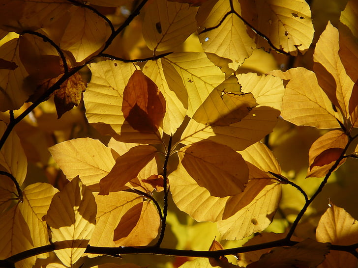 beuken, Fagus sylvatica, Fagus, bladverliezende boom, Gouden herfst, Gouden oktober, herfst