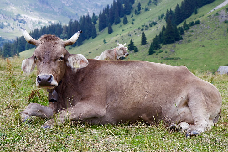 Cow, Horn, Alpin, mjölkko, nötkreatur, Brown schweiziska