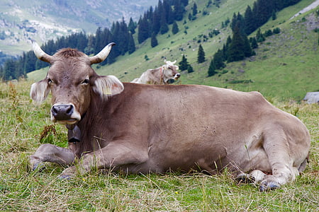 koe, hoorns, Alpine, melk koe, vee, Brown swiss