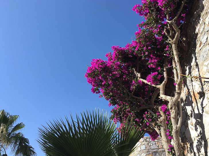 цветя, Крит, Пролет, растителна, Гърция