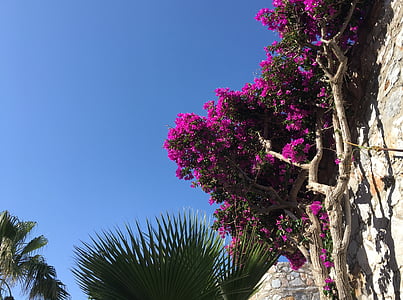 fiori, Creta, primavera, pianta, Grecia