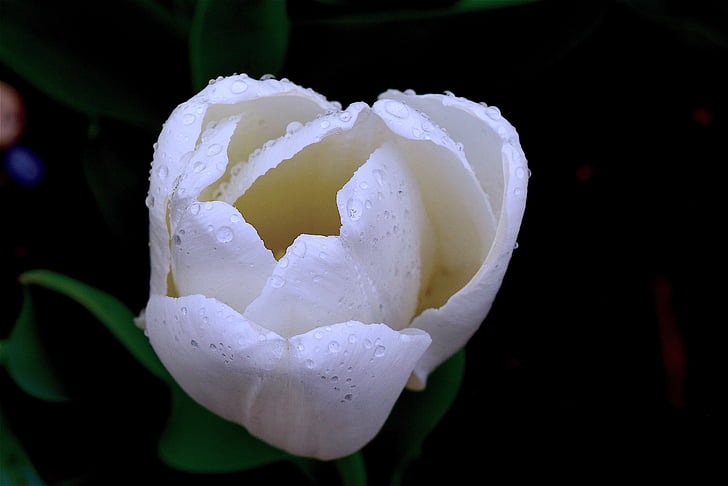 tulipano, bianco, primavera, Blooming, rugiada, umidità, goccioline